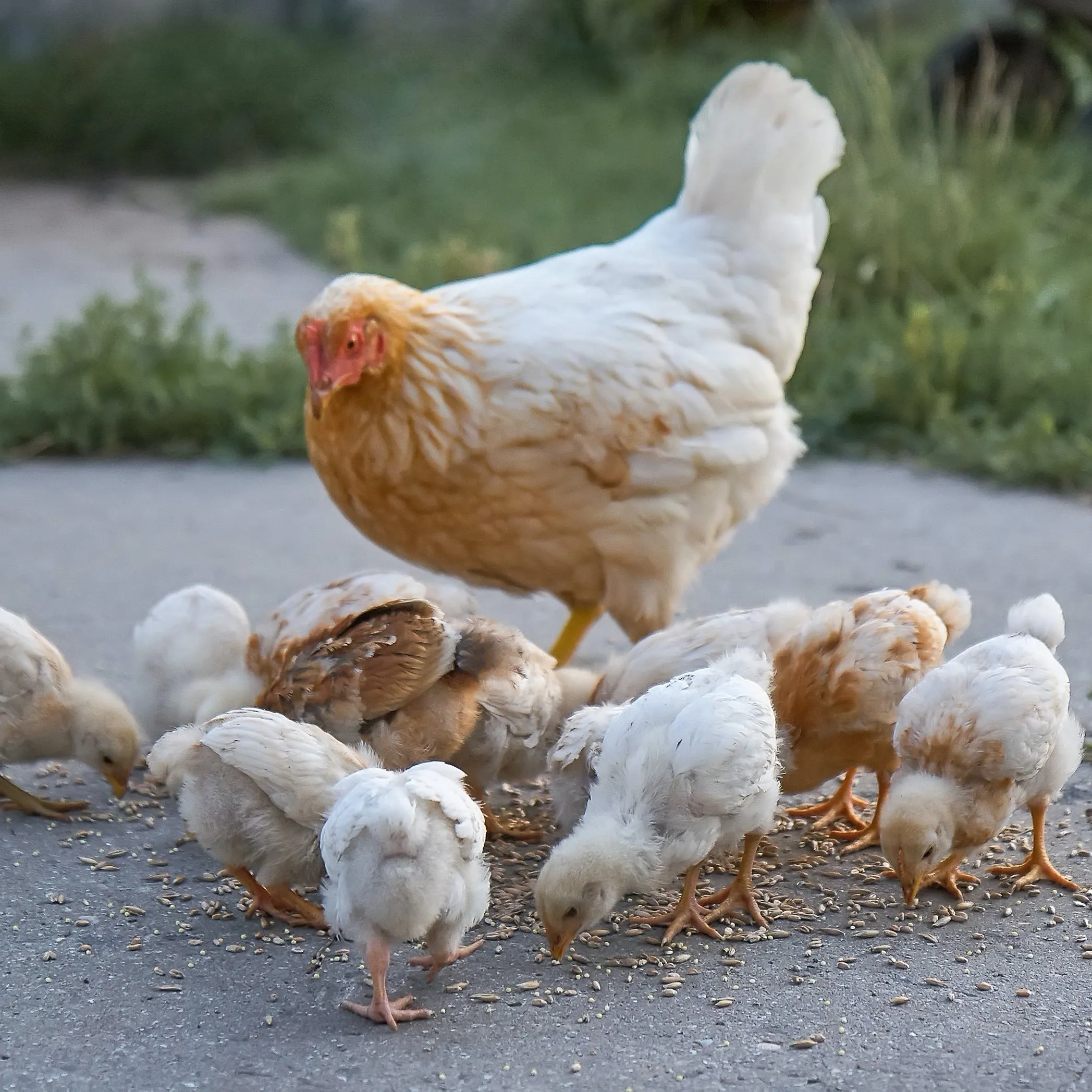 Bird Health Plus