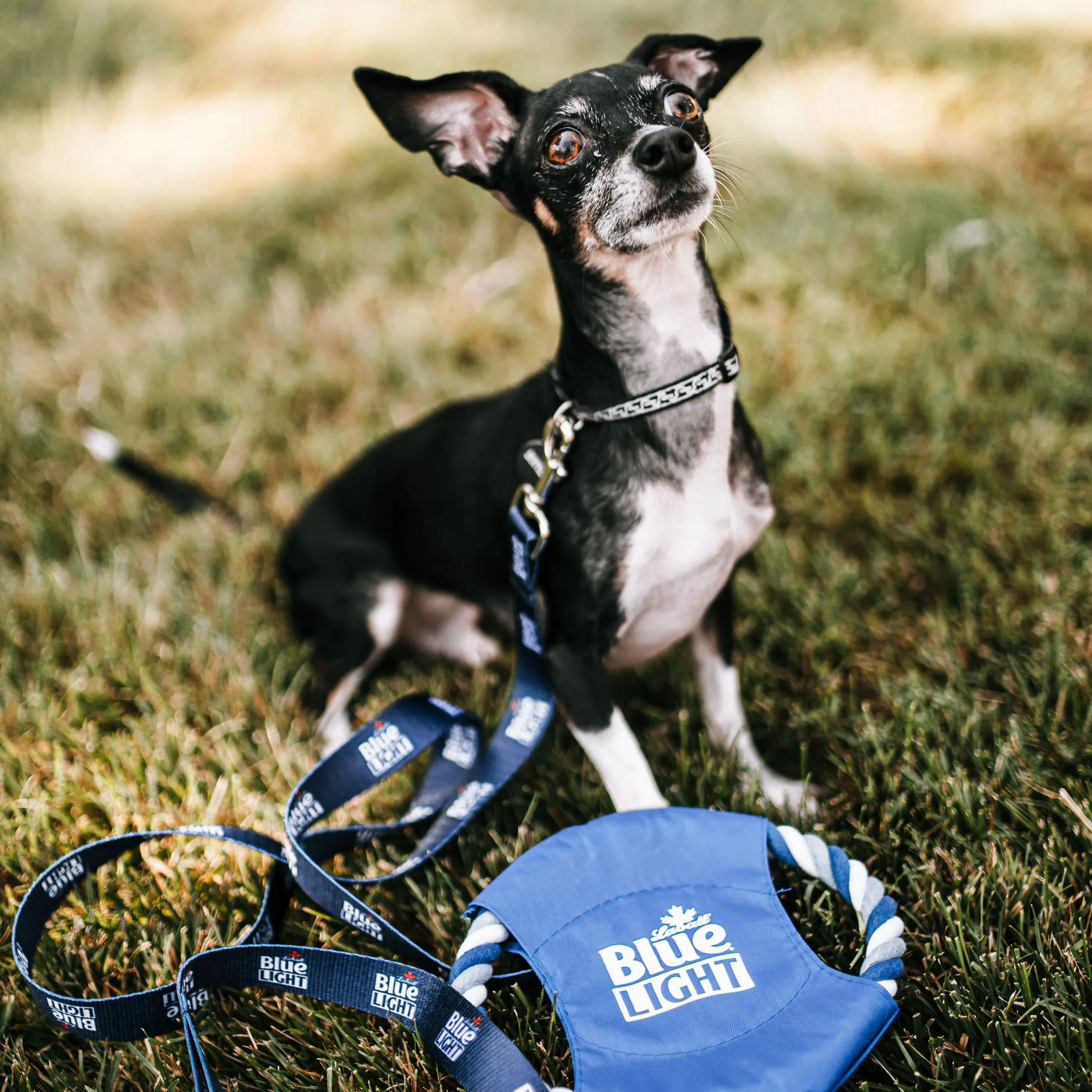 Labatt Blue Light Pet Leash
